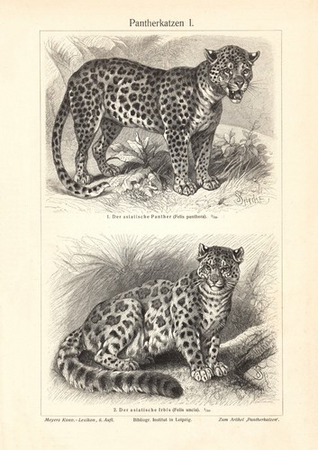 Pantherkatzen ii - i.,