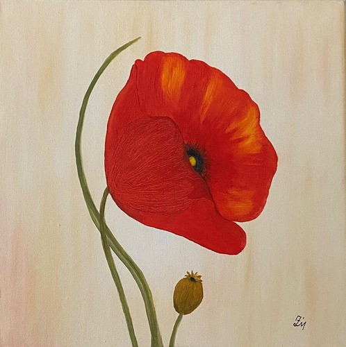 ölbild mohn bild zeichnung - "mohn",