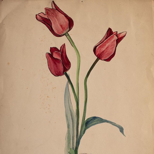 Marie hesse tulpen - hesse,