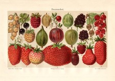 Beerenobst historischer Druck