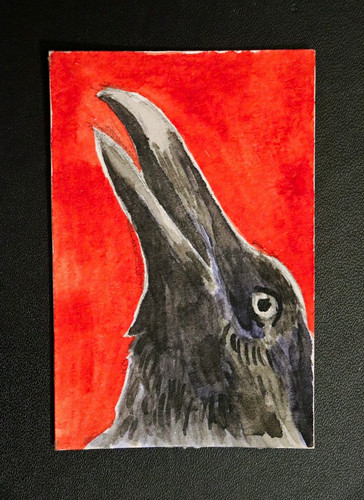 Krähe vogelporträt vor rotem - vogelporträt,