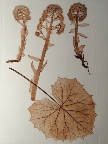 Naturselbstdruck aus der k - aus,