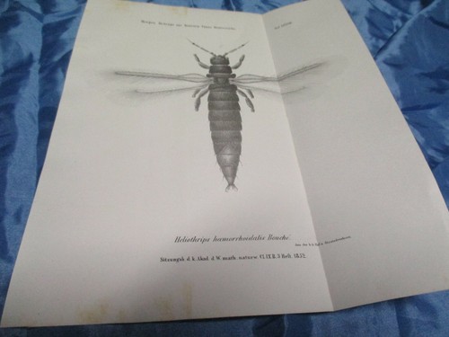 Druck graphik antik kunst - druck, ,