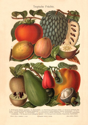 Tropische früchte - tropische,