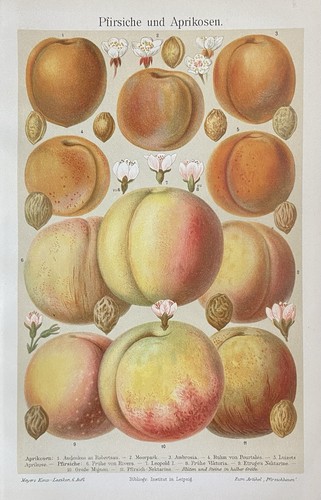 Antike grafik pomologie - antike, obst