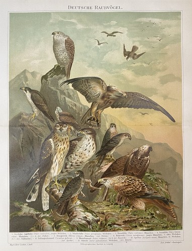 Antike grafik fauna deutsche - grafik,