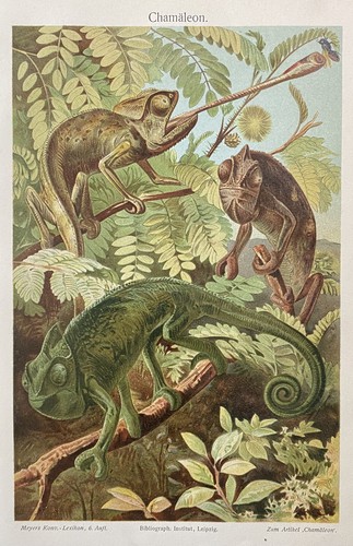 Originalgrafik fauna - originalgrafik,