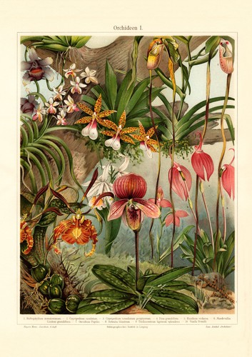 Orchideen historischer - orchideen,