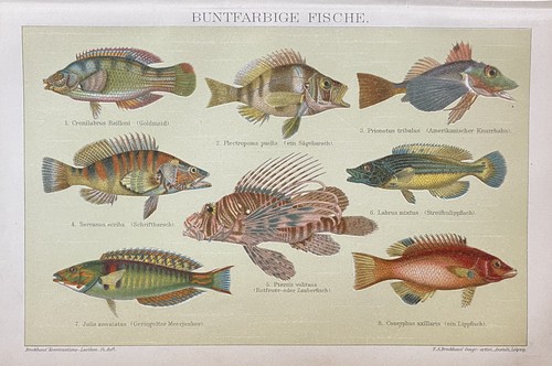 Antike grafik fauna - antike,