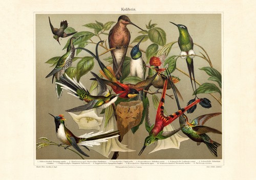 Kolibris historischer druck - kolibris,