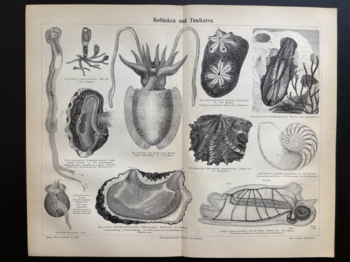 Antike grafik fauna muscheln - antike, fauna: