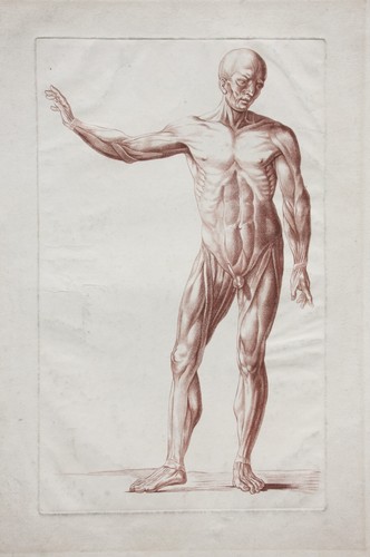 écorché anatomische studie - Écorché,,