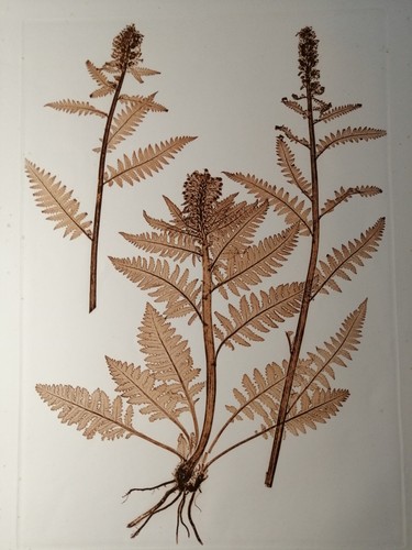 Naturselbstdruck aus der k - naturselbstdruck,
